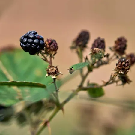 10186-ulfborg-graemvej-81 * Husby