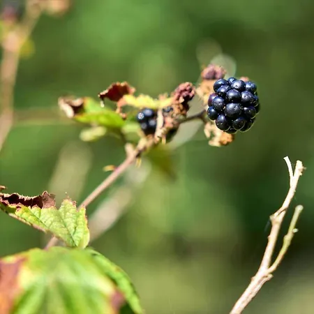 Сasa de vacaciones 10186-ulfborg-graemvej-81 Ulfborg