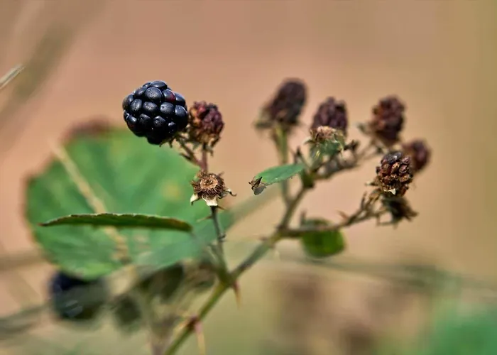 10186-ulfborg-graemvej-81 * Ulfborg